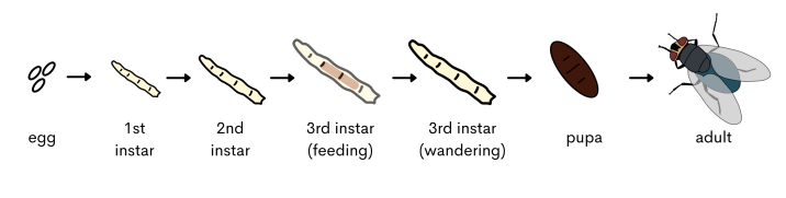 Premature blowfly egg development leads to inaccurate time since death ...